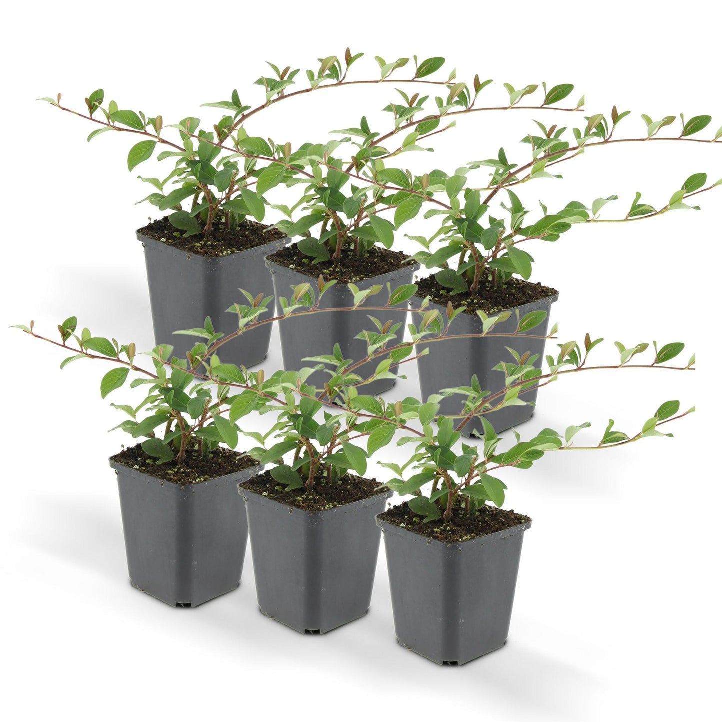 Cotoneaster dammeri - ↕10-25cm - Ø9cm - 6x