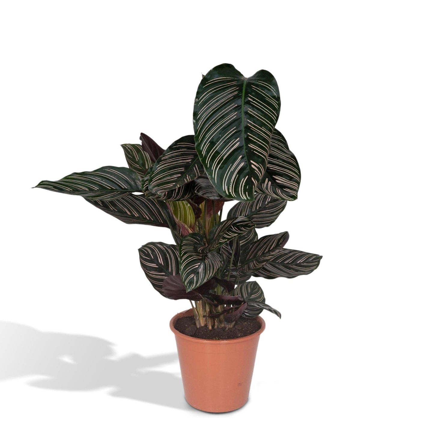 Calathea Ornata-(Pauwenplant) - Ø19 - ↨75cm