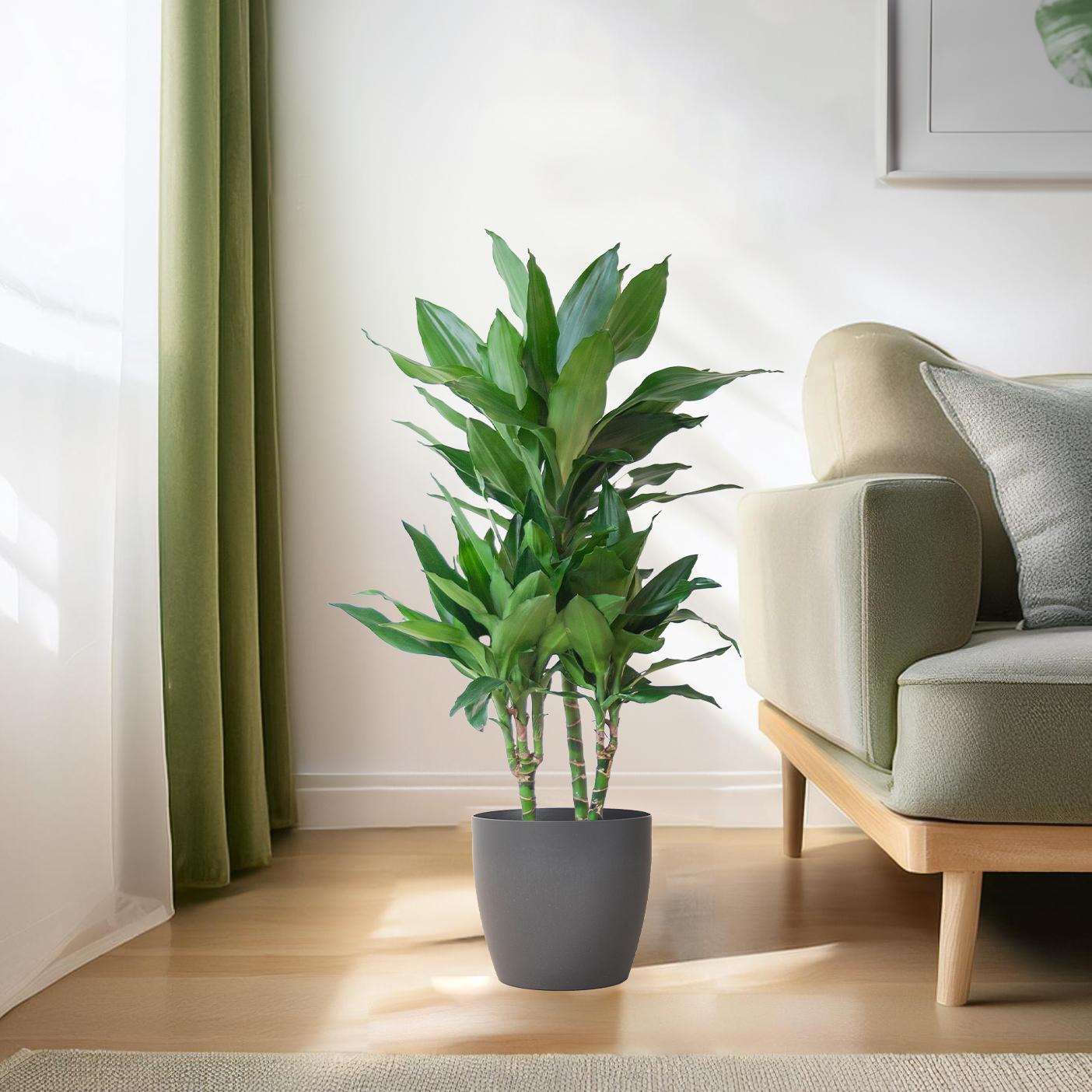 Dracaena  Janet Lindt met Viber grijs pot - 95cm - Ø21